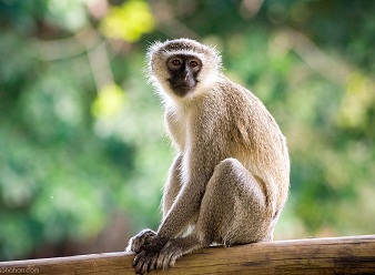 Vervet Monkeys in Kenya
