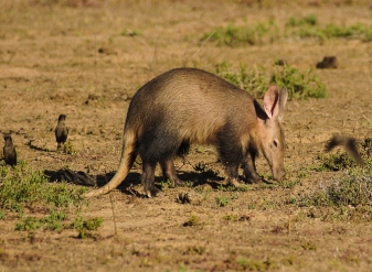 Aardvak in masai mara