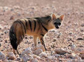 Aardwolf in Masai Mara