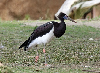 Abdim's Stork in Kenya
