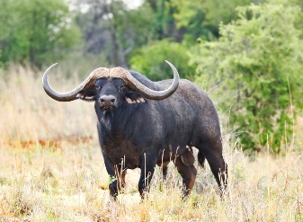 African Buffalo in Masai Mara