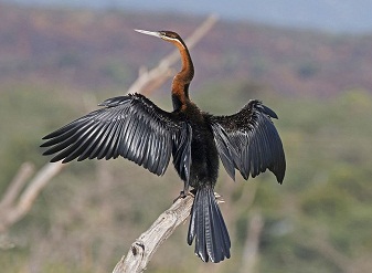 African Darters in Kenya