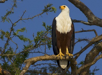 African Fish Eagles in Kenya