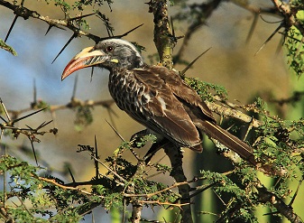 African Grey Hornbills in Kenya