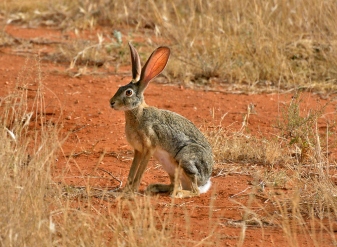 African Hares in Kenya