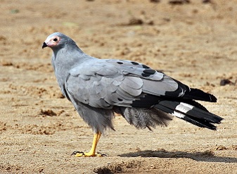 African Harrier Hawks in Kenya