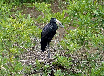 African Openbill in Kenya