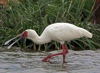 African Spoonbill in Kenya