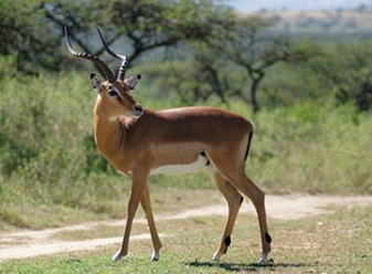 Antelope in Kenya