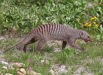 Banded Mongoose in Kenya