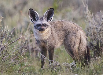 Bat Eared Fox in Kenya
