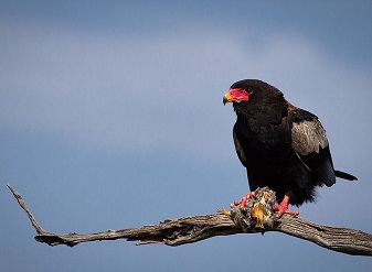 Bateleur Eagle in Kenya