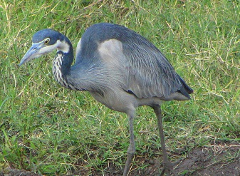 Black Headed Heron in Kenya