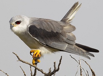Black Winged Kite in Masai Mara