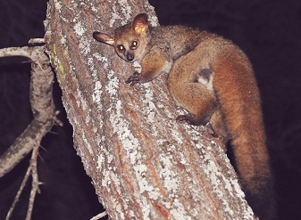 Bushbabies in Kenya