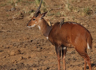 Bushbucks in Kenya