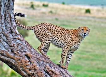 Cheetah in Masai Mara