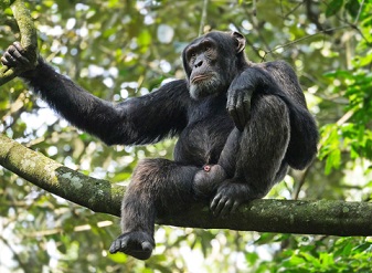 Chimpanzee in Ol Pejeta Conservancy, Kenya