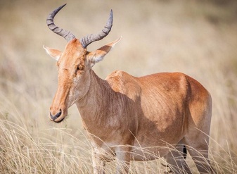  Coke's Hartebeest in Kenya