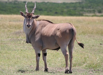  Common Elands in Kenya