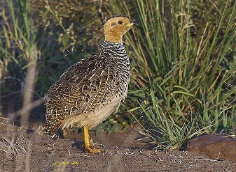 Coqui Farncolins in Masai Mara