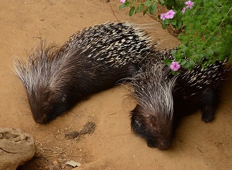 Crested Porcupine in Kenya