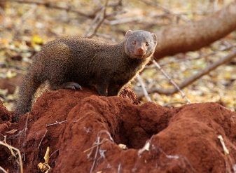 Dwarf Mongoose in Kenya