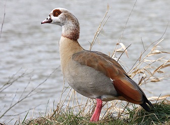 Egyptian Gooses in Kenya