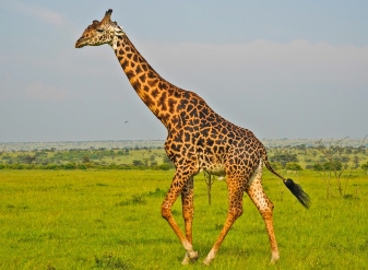 Giraffes in Kenya
