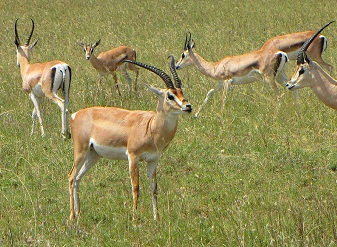 Grant's Gazelles in Kenya
