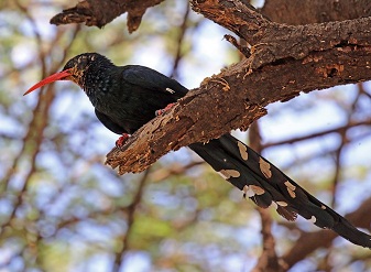 Green Wood Hoopoes in Kenya