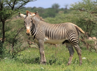Grevy's zebra in Kenya