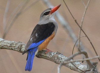 Grey Headed Kingfishers in Kenya