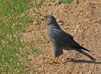 Grey Kestrels in Kenya