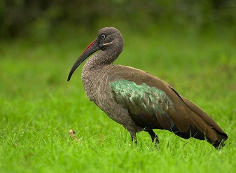 Hadeda Ibis in Kenya