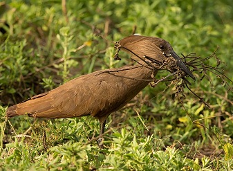 Hamerkop in Kenya