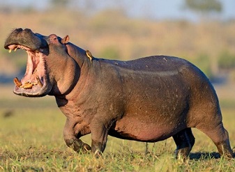 Hippos in Kenya