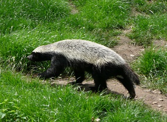 Honey Badgers in Kenya