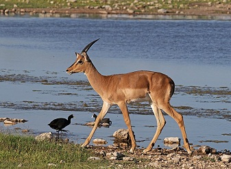 Impala in Kenya