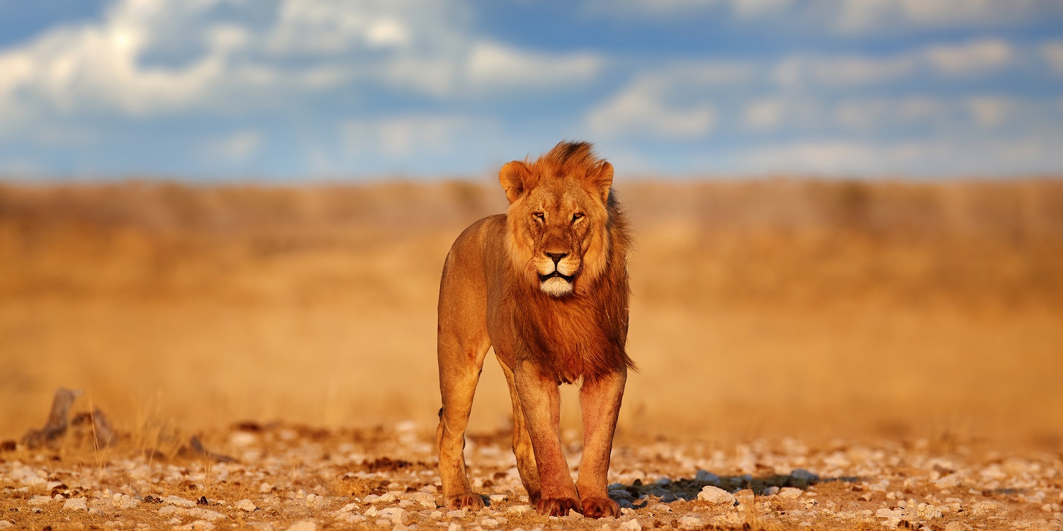 Kenya Tourism Packages