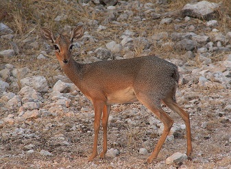 Kirk's Dik Diks in Kenya