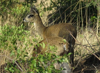 Klipspringers in Kenya