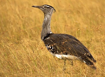 Kori Bustards in Kenya