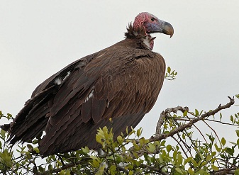 Lappet Faced Vultures in Kenya