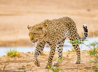 Leopards in Masai Mara