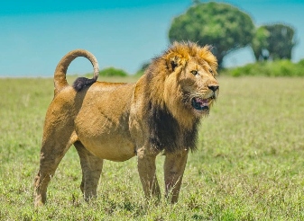 lions in masai mara
