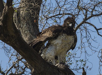 Martial Eagles in Kenya