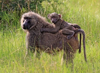 Olive Baboons in Kenya