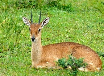 Oribis in Kenya