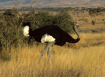 Ostrich in Kenya